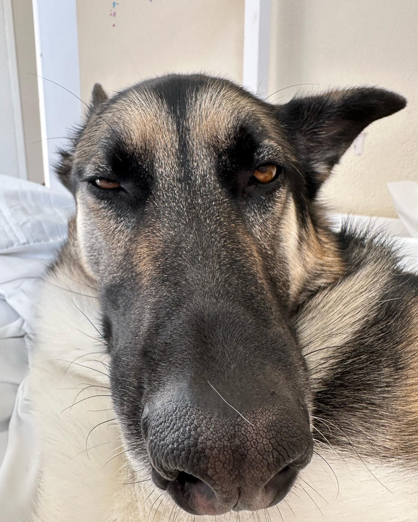 Dog appreciation post! BARKS all around for my doggo BMO. Pls tell her nice things in the comments 💕🐕 #woof #dogs #dogsofinstagram #germanshepherd #dogmom