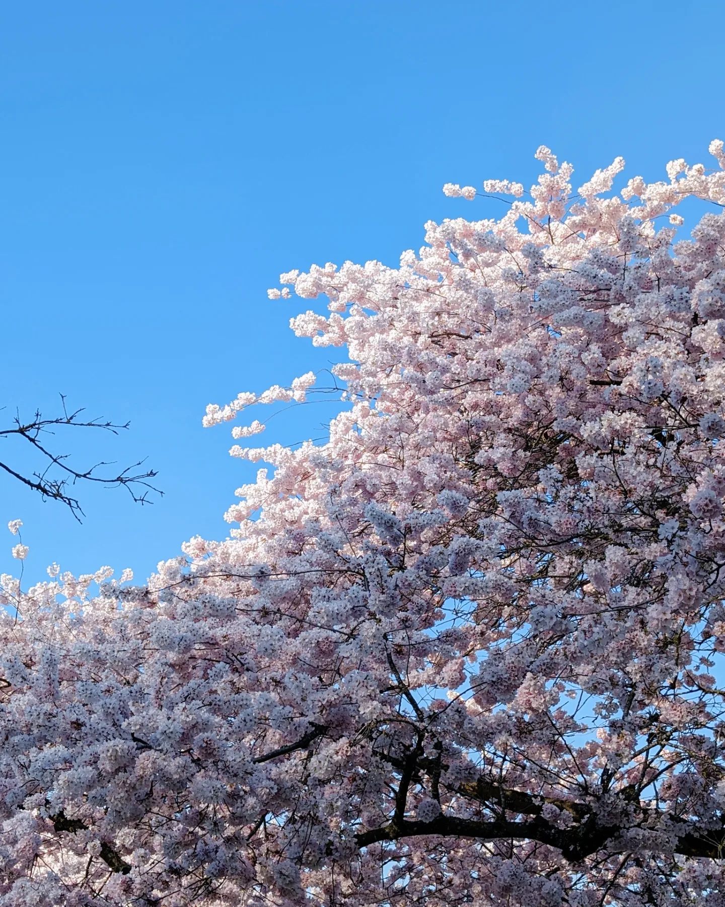 Springtime in Portland 🌸🌸🌸
My friends @spaceghostcosplay and @kirasins26 accompanied me to enjoy the Japanese cherry blossoms on the Portland waterfront today 💕
#hanami #cherryblossom #portland #oregon #exploreoregon #springtime #sakura