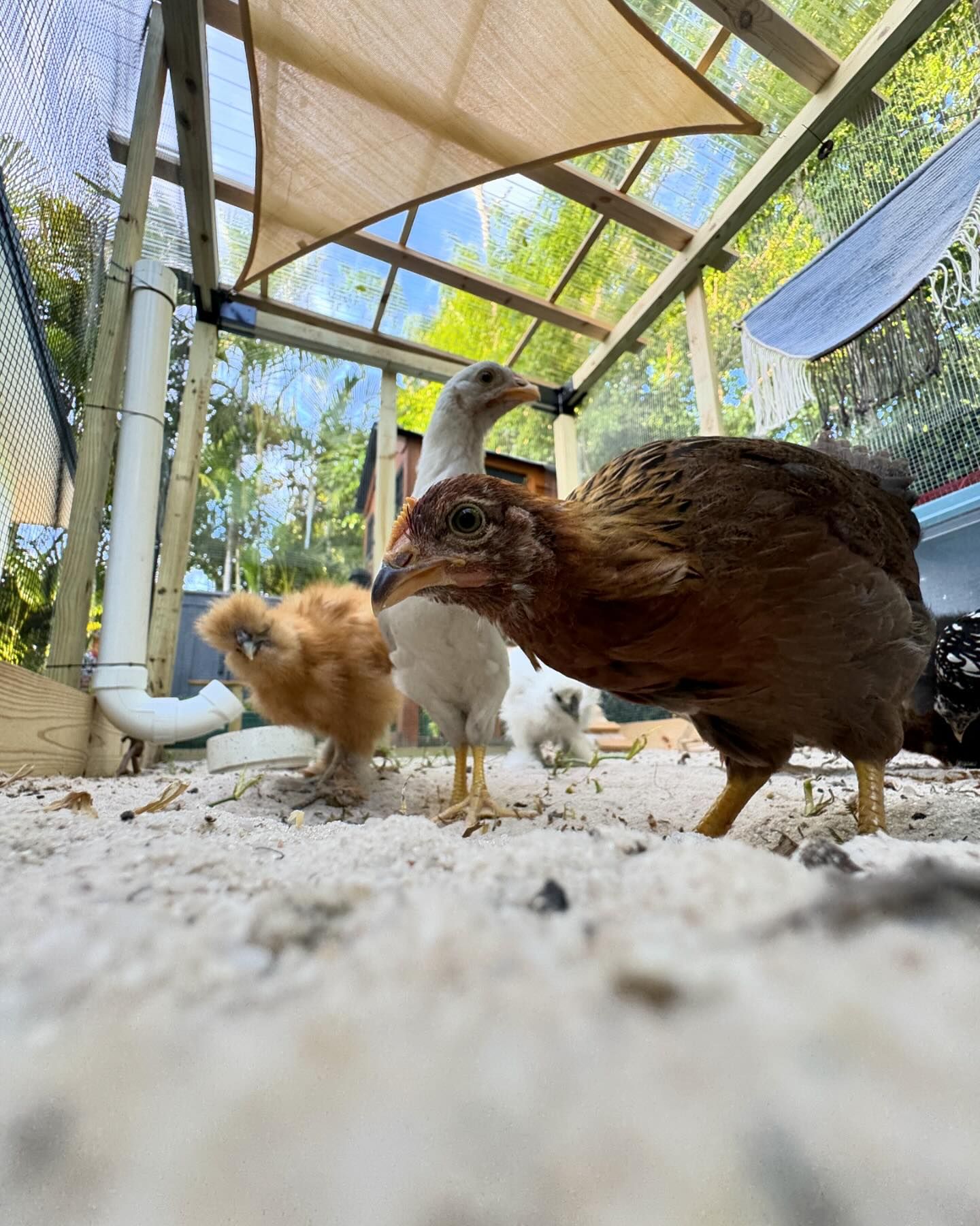 Turns out, if you own chickens, you get ripped throwing around 50lb bags of sand and 70lb bags of feed 🤠🤠 in all honesty I haven't been to the gym in a month and to see that I didn't really lose any progress was insane. Ive been getting all of my gardening and shed building and coop building done and I'm finally able to have some time for normalcy again.
I see why farmers do this full time 🫡 I wouldn't trade my animals or hobbies for the world though. I feel incredibly grateful and thankful to be able to live this lifestyle and further my staying at home habits 😅😅 starting is always the hardest part so now it's about maintaining and that's what I've come to learn works with everything. I hope you're all well and saving time for yourselves 🩵