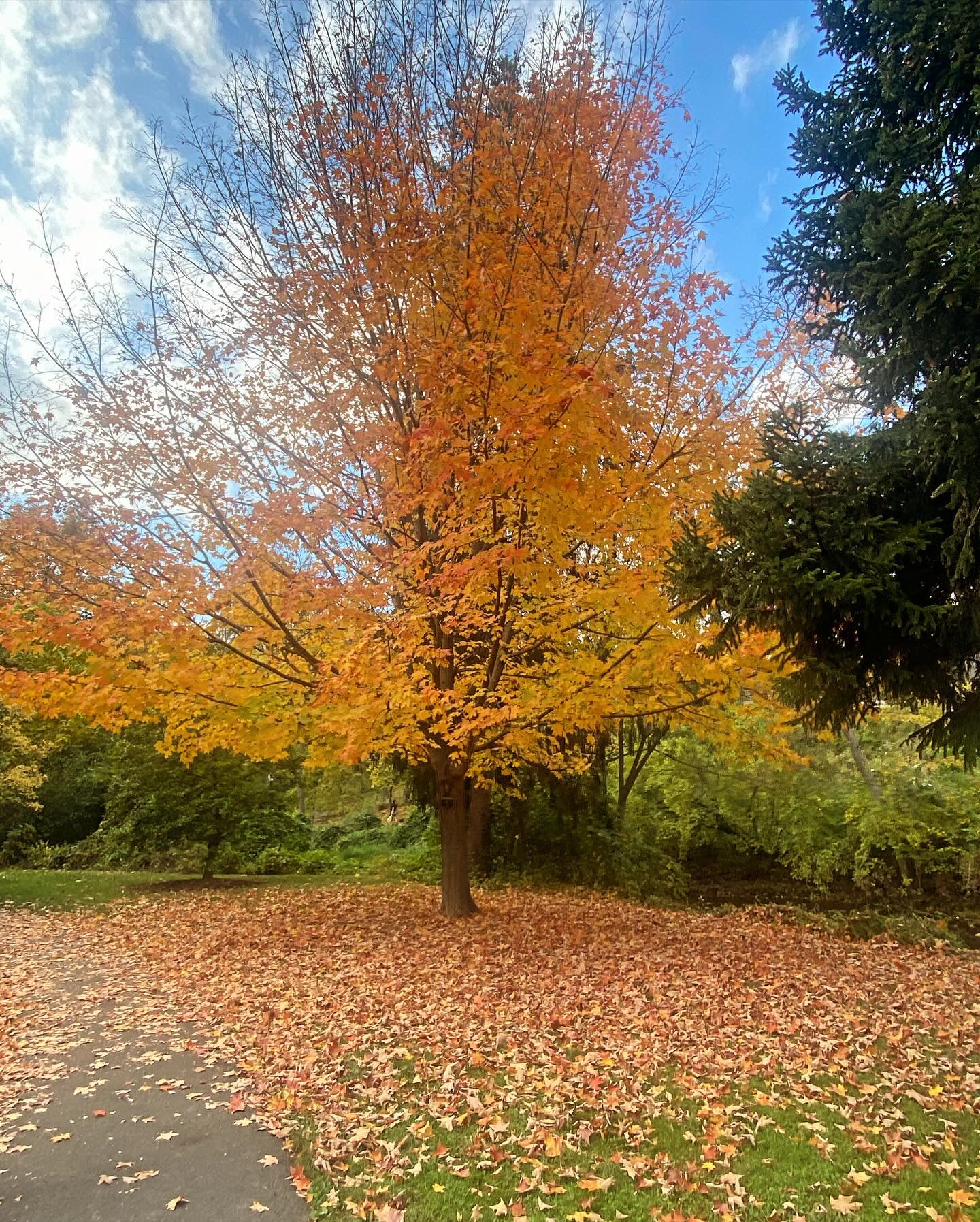 🍁🍂 - #fall #fallvibes #naturephotography #naturelovers