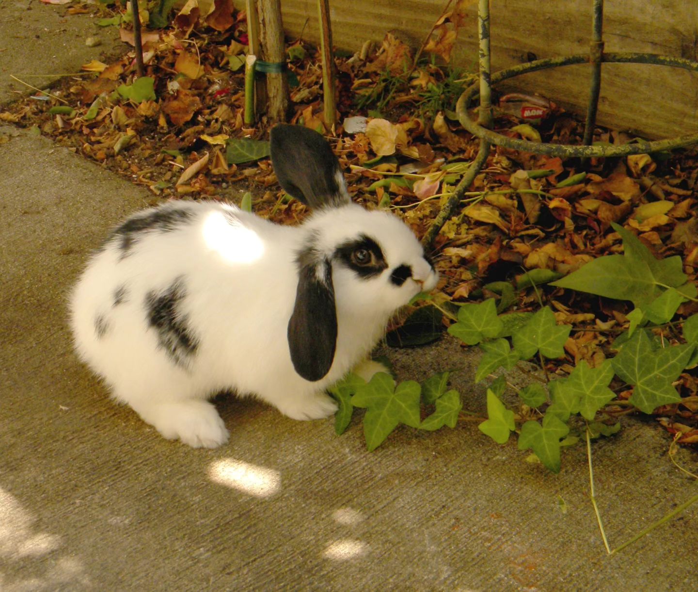 Throwback to Rorschach (Rory) as a baby. Rest in peace, beautiful. You were the kindest Bunn I've ever had. 💜🌈