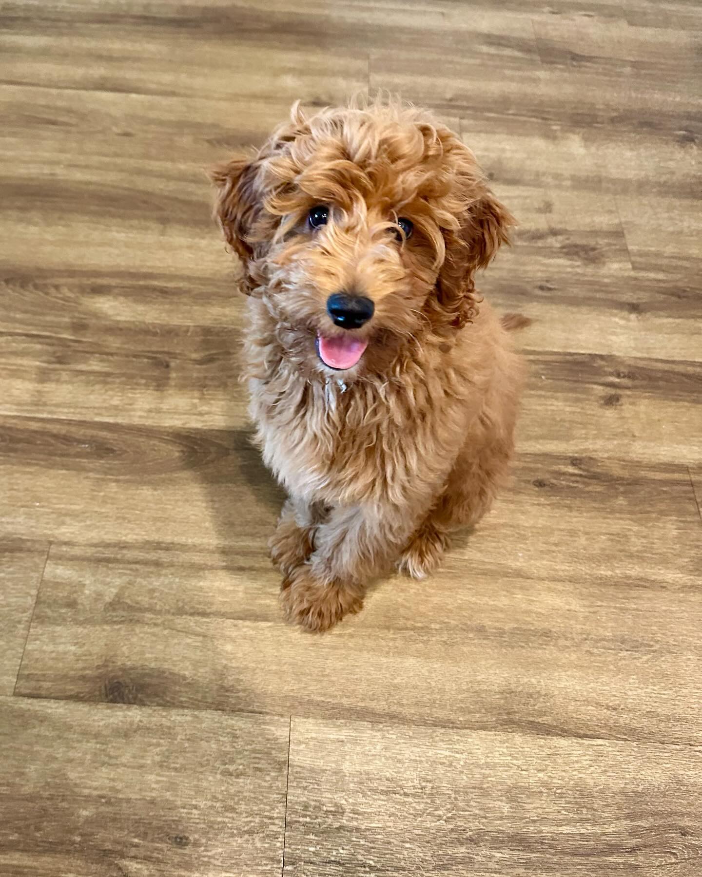 Were happy everyday, but happier that it’s finally Friday!

I love you my little Ollie Bear, you are the best gift that has came to me this year!! 🧸
.
.
.
#goldendoodlelover #puppylove #ollie #bear #allsmiles #goodenergy #friday