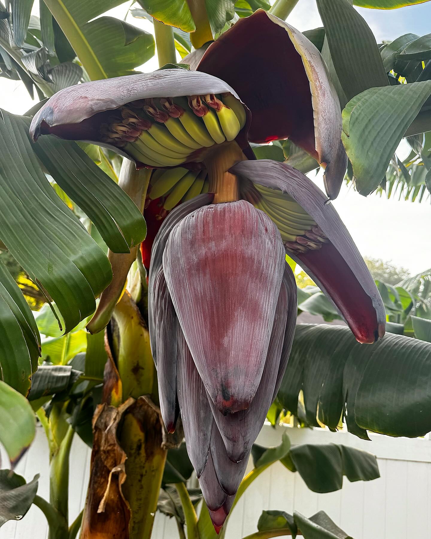 My first bananas ! 😍🍌 planted this Dwarf Nam Wah banana tree a few years ago and im so excited to see my first ever fruits starting to pop out! The banana clusters are tucked under each ‘hand’ (layer) and if everything goes to plan, this head will give me well over 100 bananas 😳 supposedly they have a sweet taste with tropical notes of pineapple & mango, can’t wait to try them 😍 #banana #tree #florida #homestead #gardening