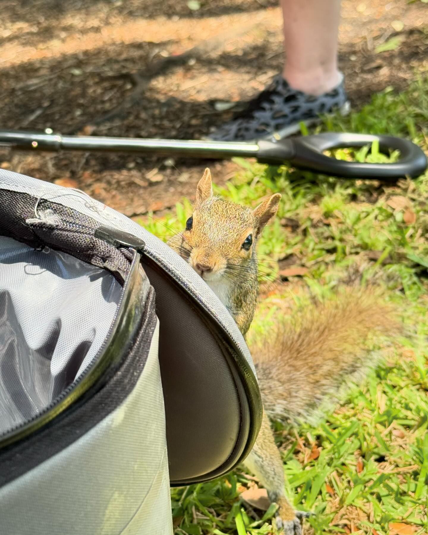 We made friends on our picnic. So cute 🖤
#squirrel