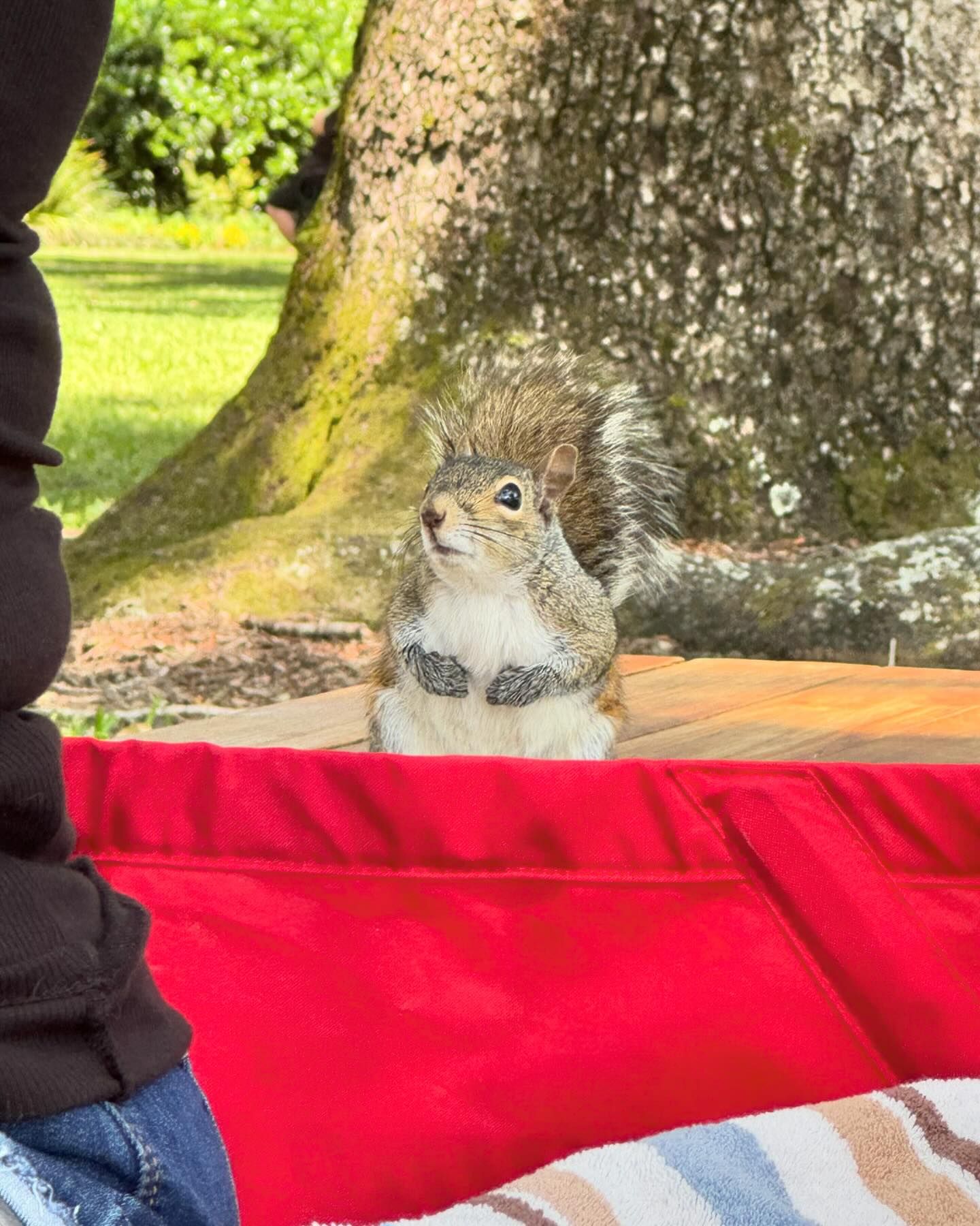 We made friends on our picnic. So cute 🖤
#squirrel