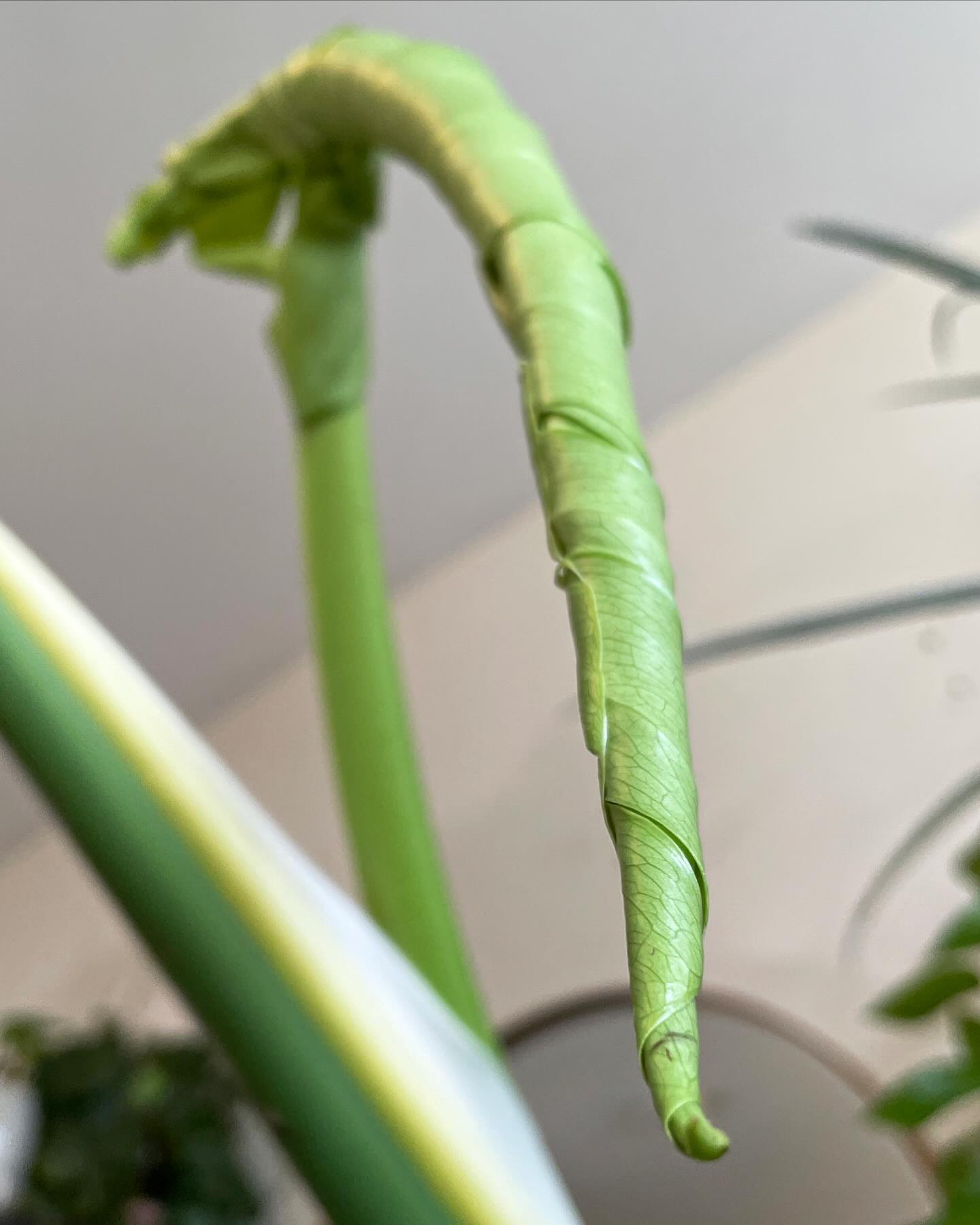 Monsterisha Del Monday 💅🌿 

Here are some gratuitous #NewLeaf shots from Big Mom #MonsteraDeliciosa because this stage of the unfurling is always so coooool 🥹

Keep going. Keep growing. 🤘🤘🤘
