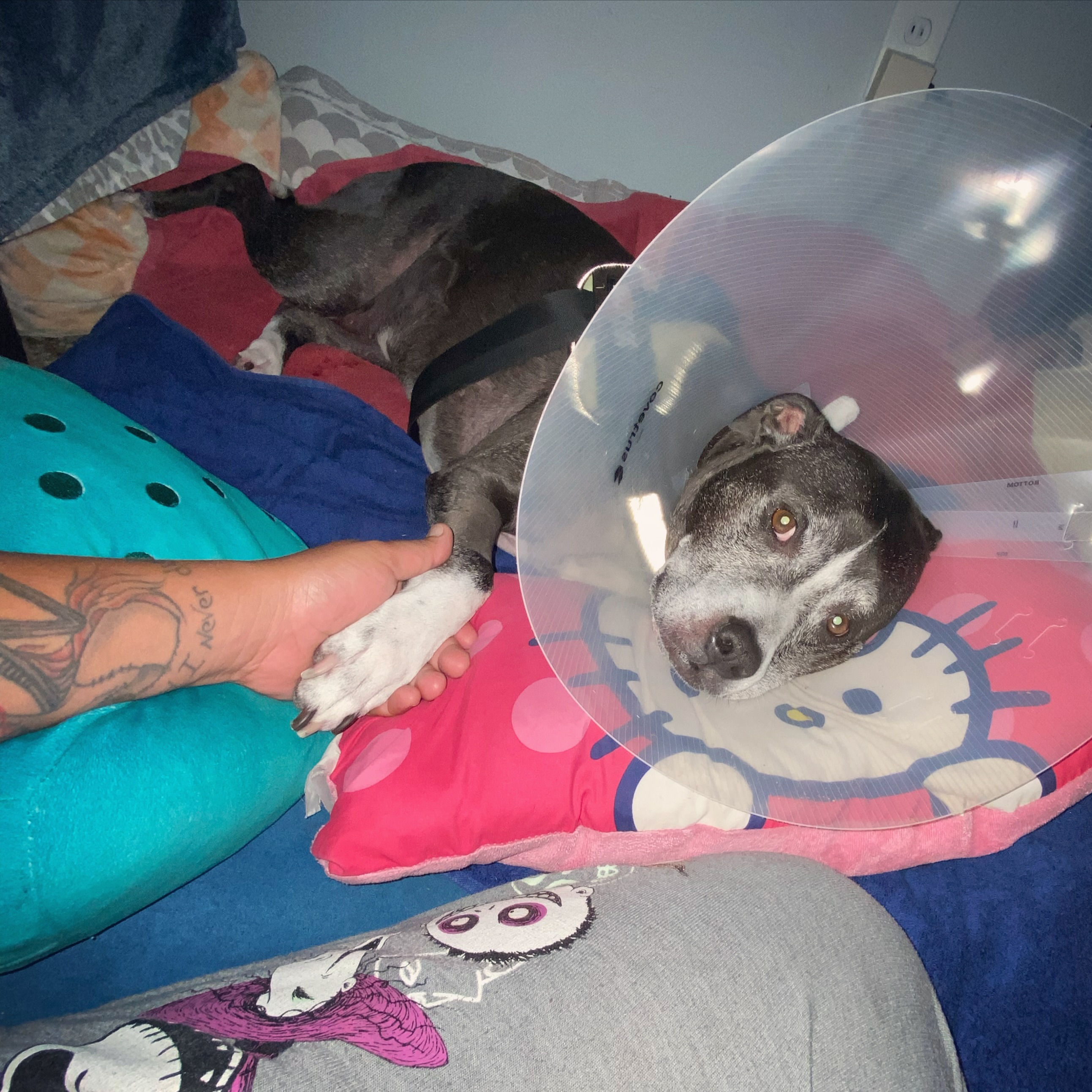 My poor baby had surgery yesterday, this was one of the hardest things we’ve been through she cried for 13 hours I hadn’t slept in 48 hours maybe more, I was crying she was crying but todays another day and she’s hanging in there so hoping tonight she’s can get some sleep