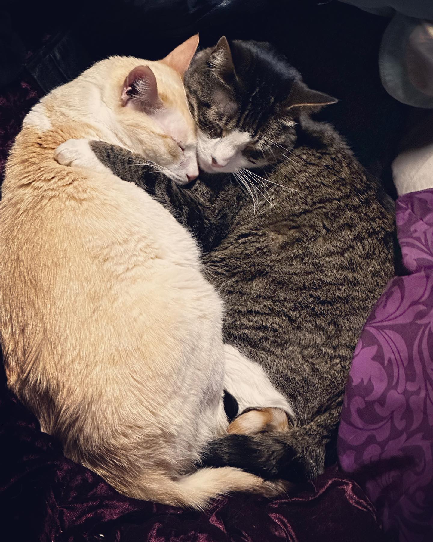 In honor of Gemini season: my baby cats😍 Literally the cutest most loving creatures in the whole world 🥹 #yourewelcome #gemini #geminiseason #catsofinstagram