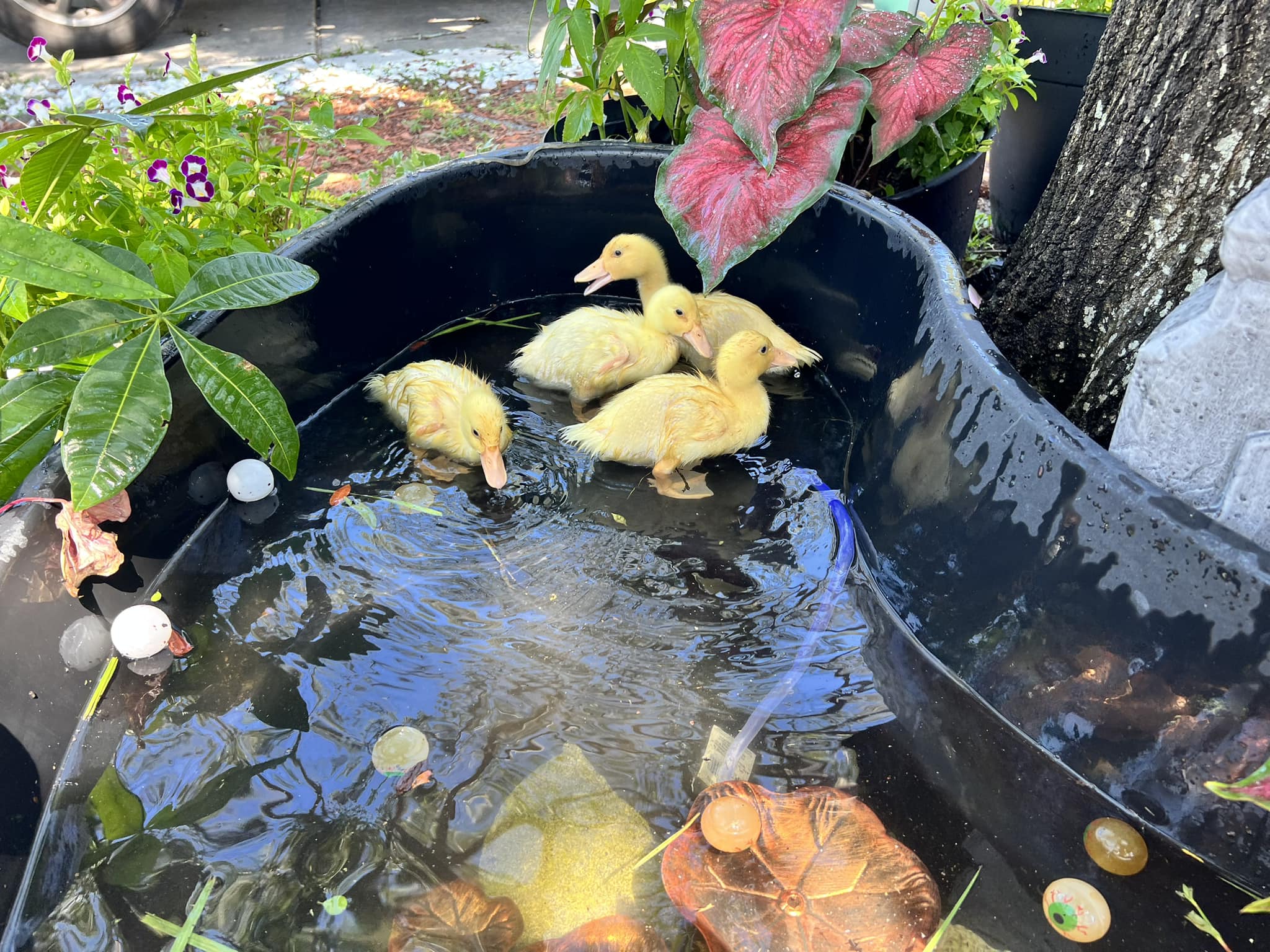 I got baby 4 new babies… Baby duckies lol 🦆 ￼