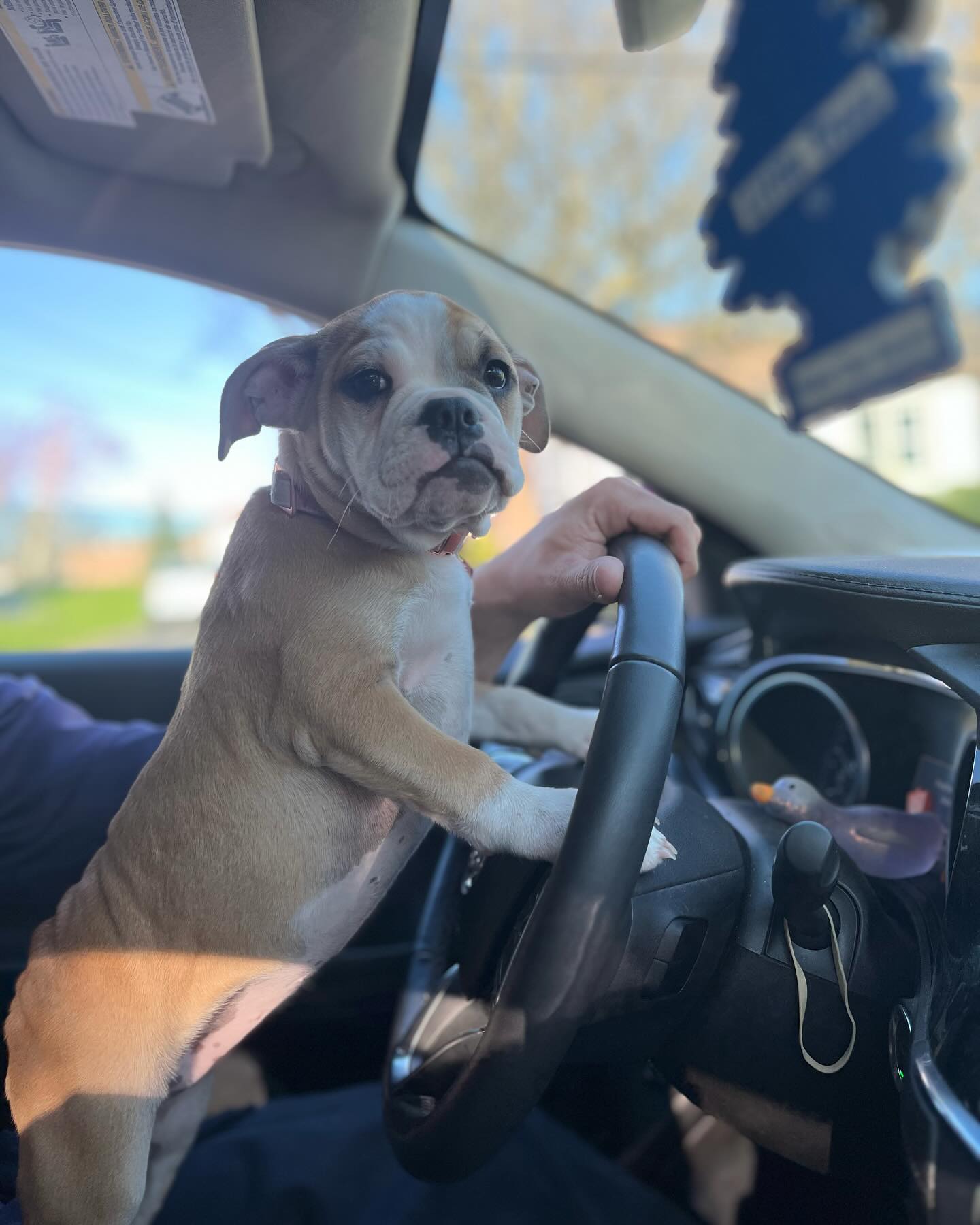 I can drive !