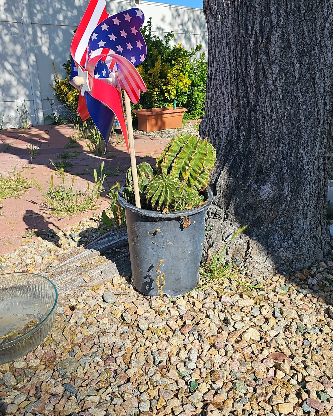 My neighbor friend passed away recently 🥺😪

I had wondered why I hadn't seen him in the mornings, then I saw some men cleaning out his house and yard. 
So I went over to inspect. Was informed of the gruesomeness that took place inside his home... He was a sick man. I had no idea...💔
 Anyways, He had a few different planters outside his home, and these guys were gonna trash em... so I asked if I could have them. They said yes 🥹