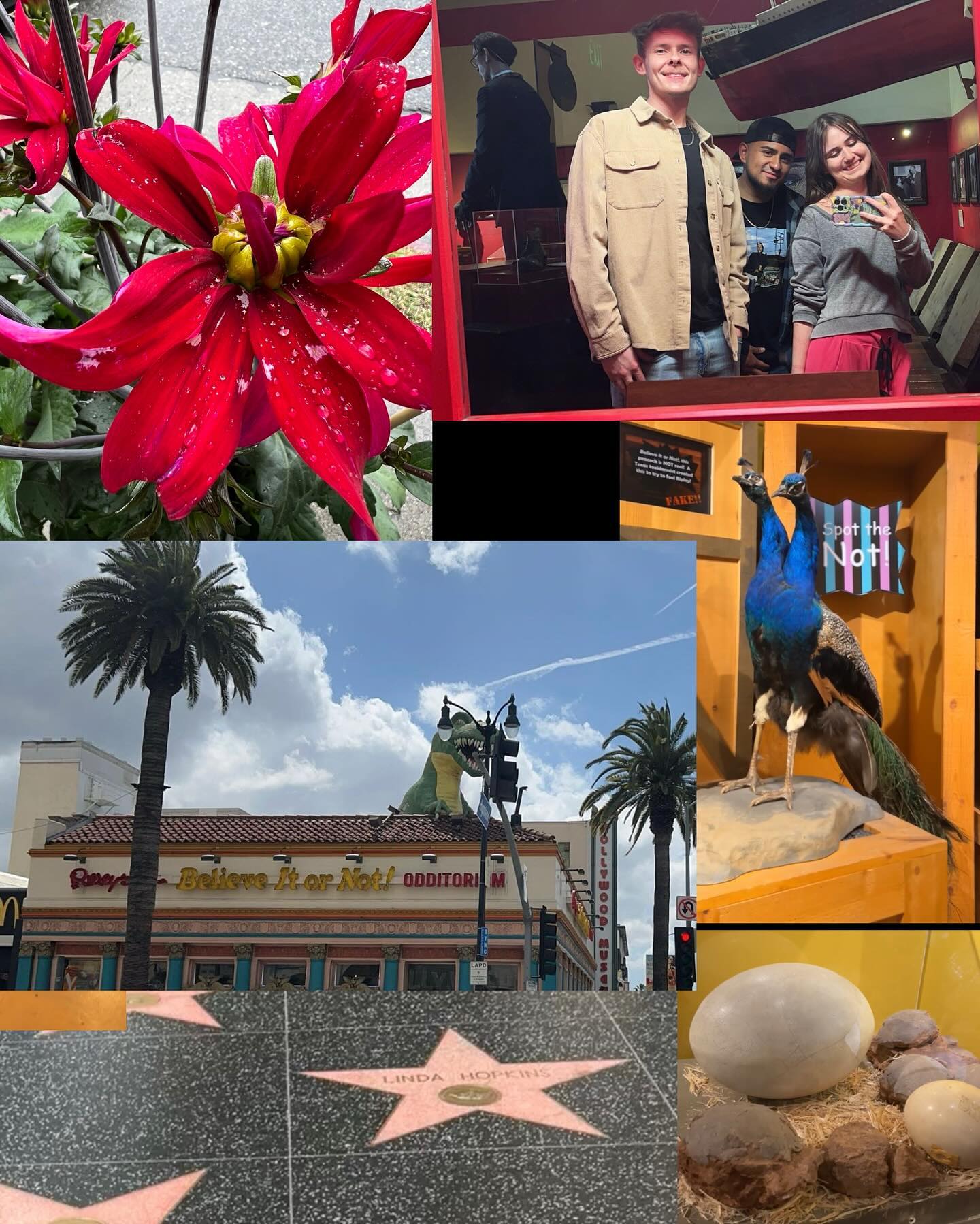 There’s something in the air in Hollywood 🎥🎞️🤩
•
•
•
•
•
•
•
#cali #california #hollywood #westhollywood #walkoffame #ripleysbelieveitornot #oddities #marilynmonroe #jimihendrix #celebrity #celebrities ##calitrip #trip #vacation #daytrip #friends #adventure #travel #travelgram #traveling #hollywoodstars #star #stars #hellokitty #ootd #nightout #nightclubs #nightclub #californiatrip