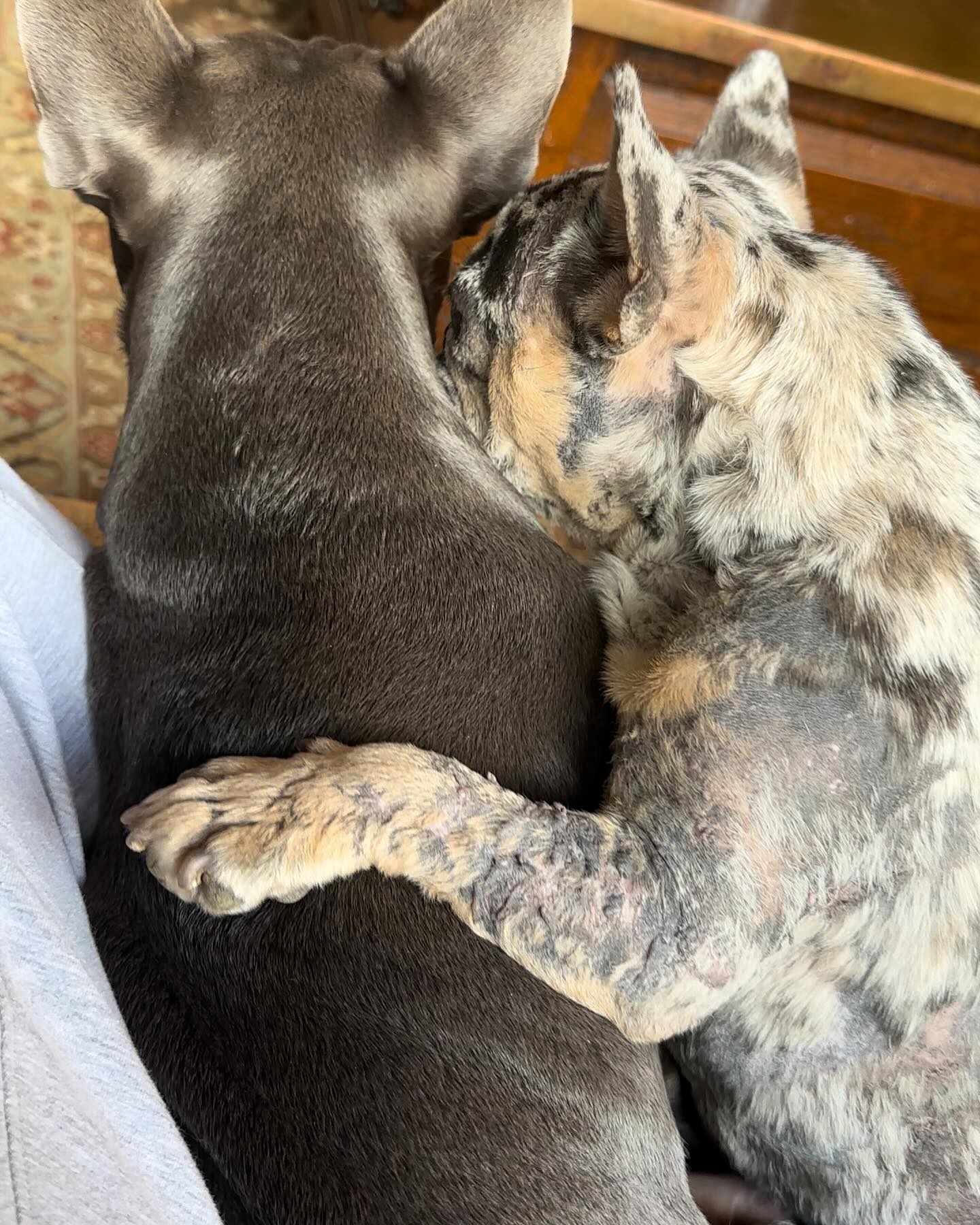 I have never seen two dogs connect like these two. My heart is just bursting when I see them like this! #frenchies #frenchiesofinstagram #rescuedog