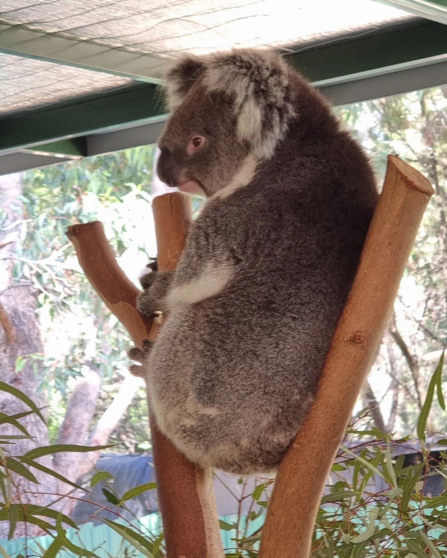 Saw some koalas and what not 🐨🤍 My favourite is the second last picture 🐻 #quokka #australianwildlife #koala #perth #perthzoo #albinokangaroo