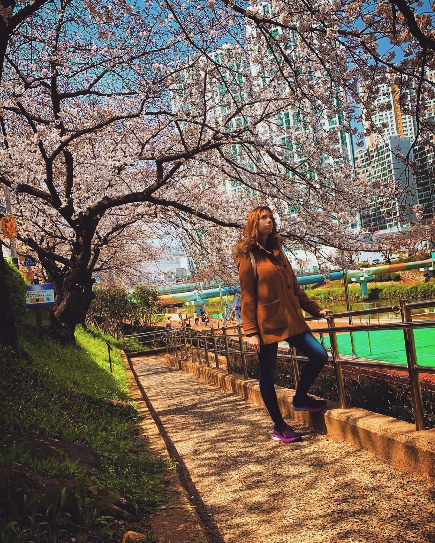 Do you want to live in ur country forever? 🥰 #travel #southkorea #spring #blogger #backpacker #adventure #lifegoals #lifestyle #homesweethome