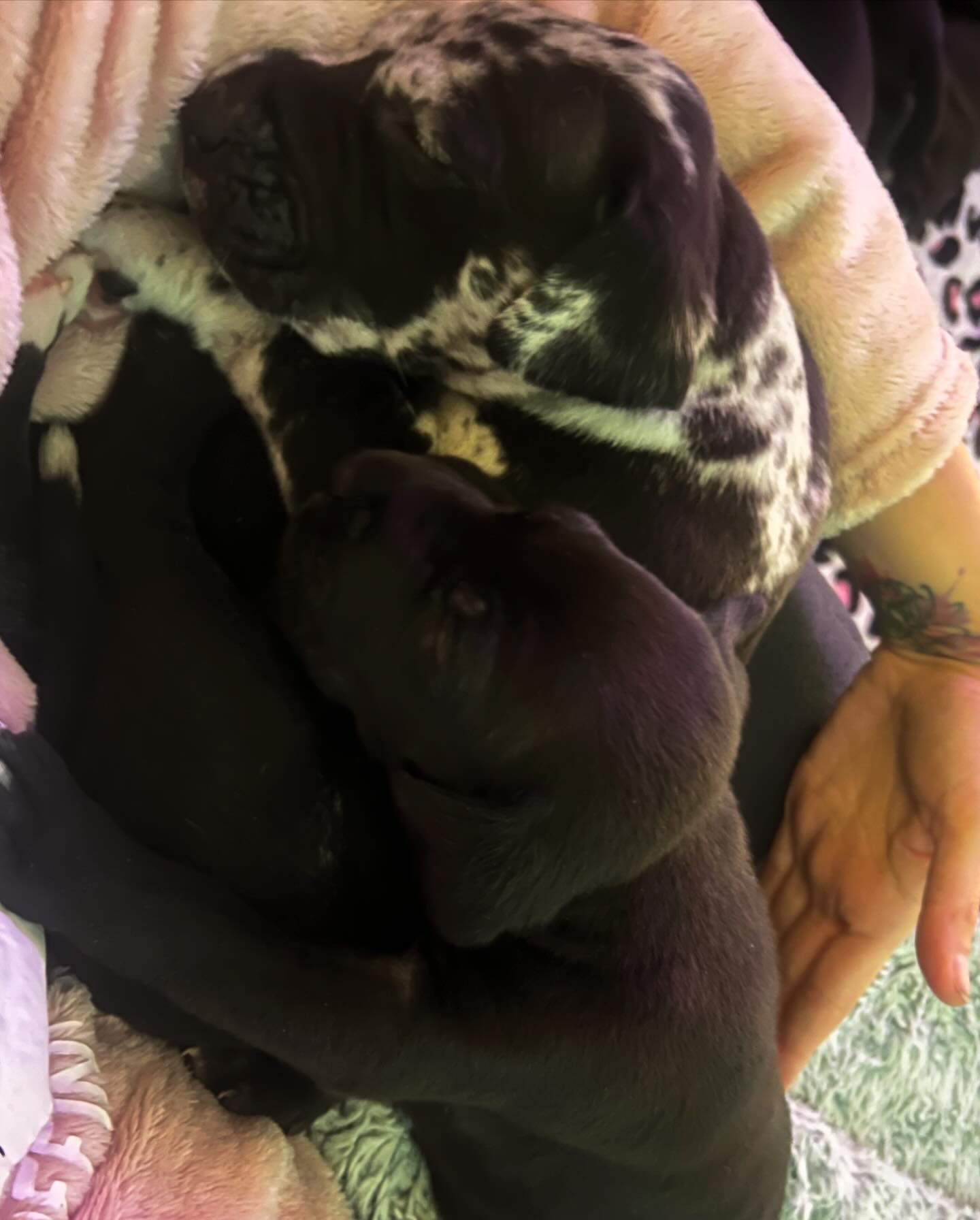 My dogs had some of the cutest puppies #danes #greatdanes #greatdanesofinstagram #3weeksoldpuppies