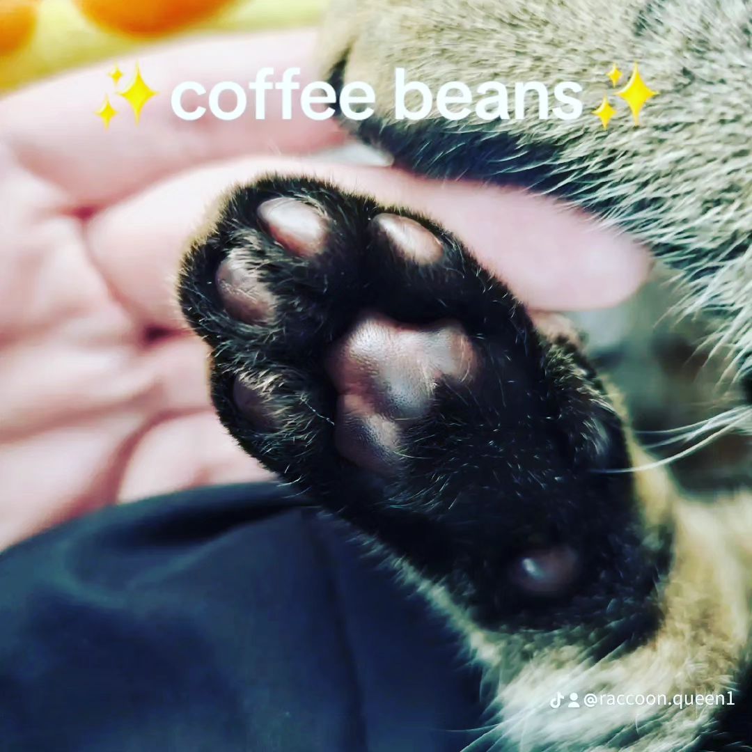 Magic awakening toe beans
.
.
.
.
.
.
#catsofinstagram #cat #cute #aww #wholesome #catstagram