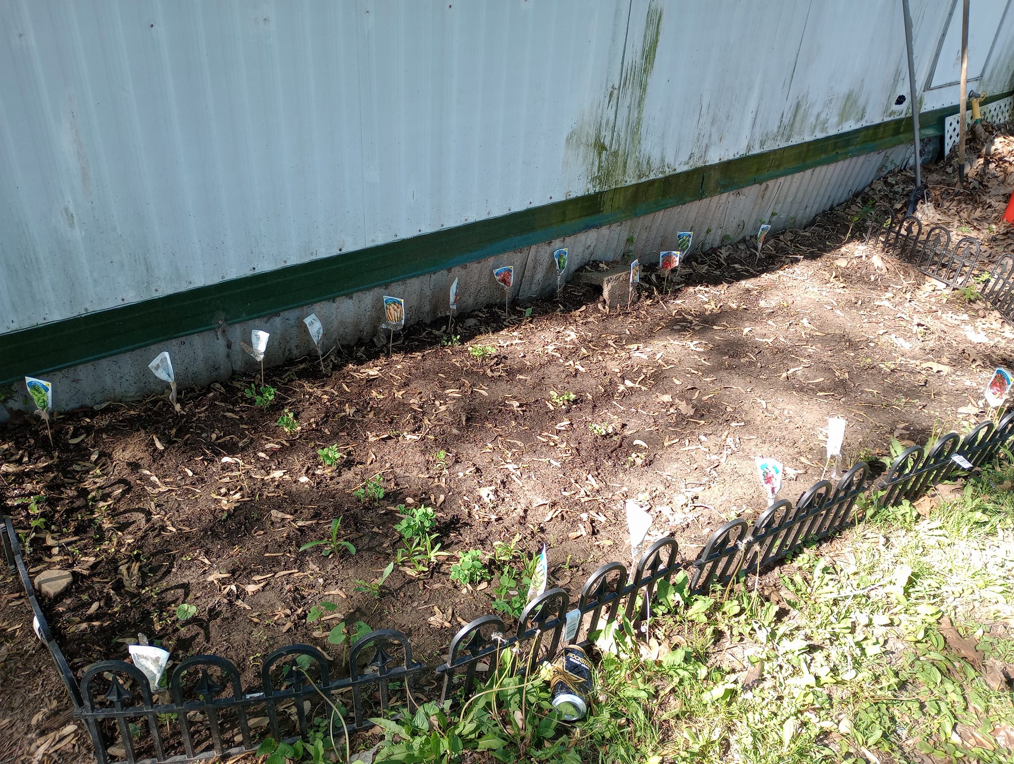 My vegetable garden is starting to grow. Tomatoes green beans peas lettuce spinach radish carrots cucumbers corn red peppers green peppers and watermelon