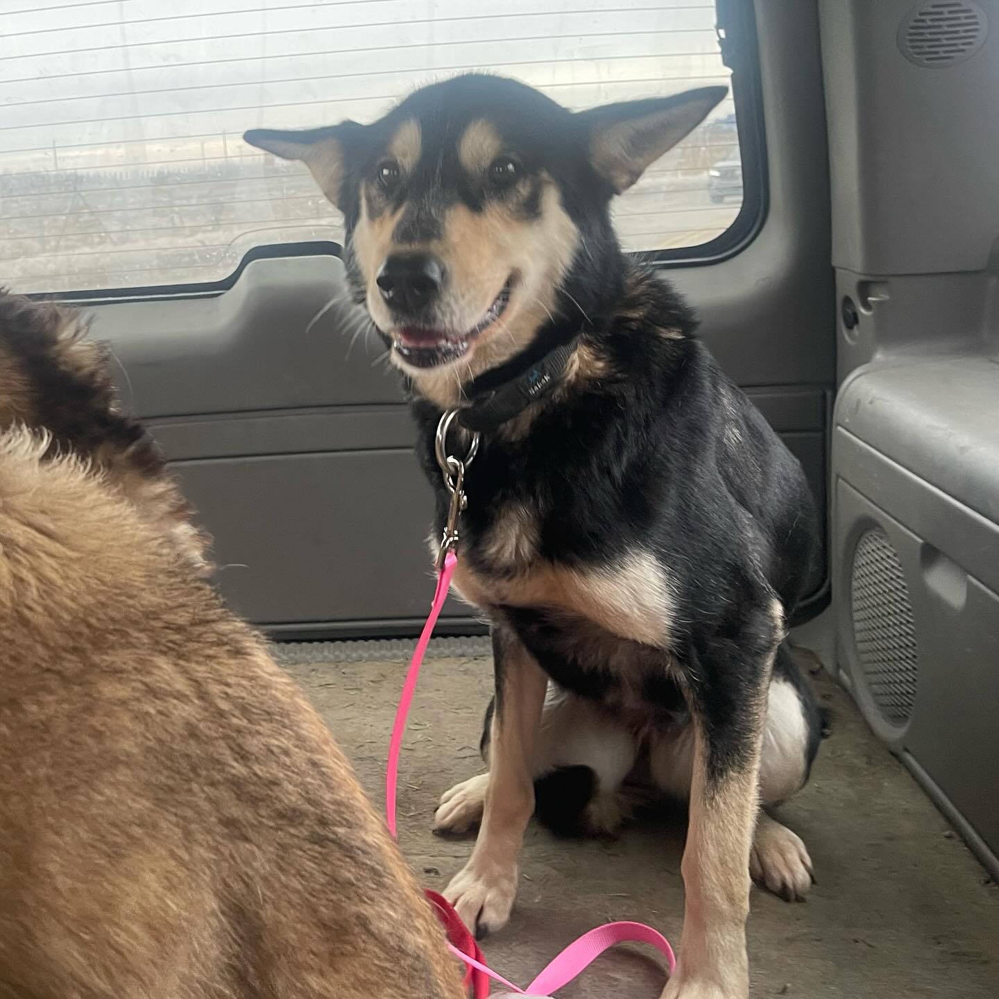 5 sleddies rescued and on their way to fosters 💜

I love what I do! 🥰 thank you to the amazing mushers who surrendered them to us, you know who you are 🙏💕 I