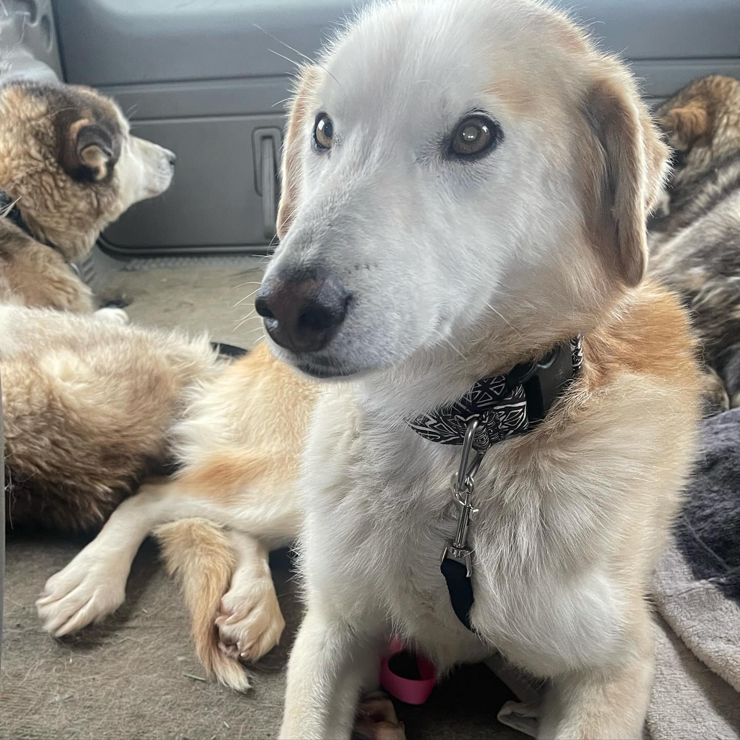 5 sleddies rescued and on their way to fosters 💜

I love what I do! 🥰 thank you to the amazing mushers who surrendered them to us, you know who you are 🙏💕 I