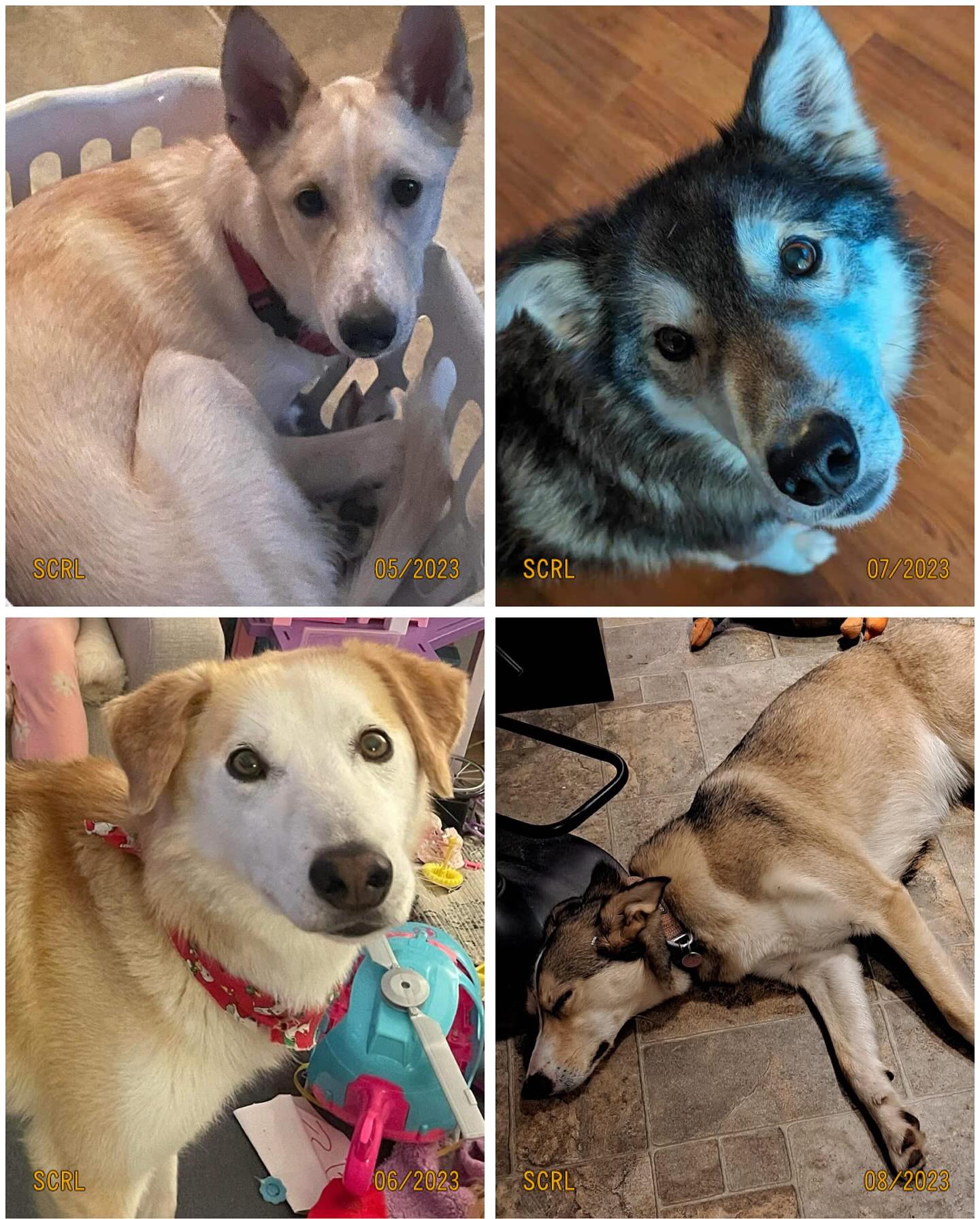 A few of the dogs I’ve rescued from the dog sledding industry🐾 Look at their beautiful faces 🥹💜 I love them!