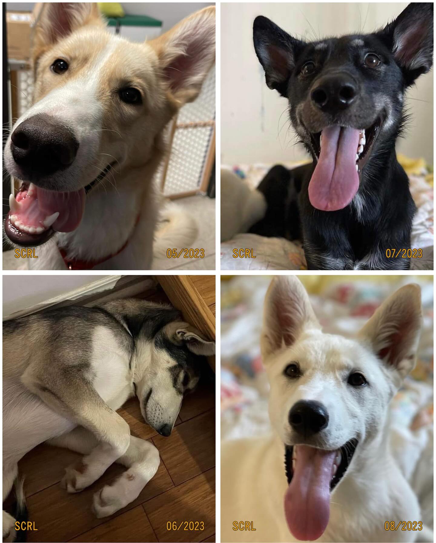 A few of the dogs I’ve rescued from the dog sledding industry🐾 Look at their beautiful faces 🥹💜 I love them!
