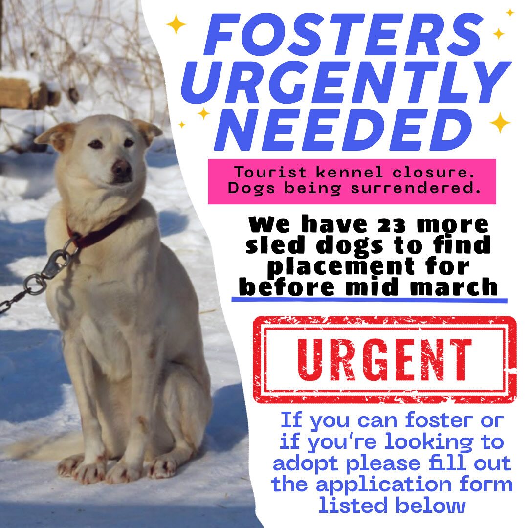 🚨MANY SLED DOGS NEED PLACEMENT DUE TO KENNEL CLOSURE🚨 (View all of them on @baladisleddogrescueofontario website under the tab “Dogs who need fosters” - link in my bio!)

‼️FOSTER & ADOPTERS URGENTLY NEEDED‼️

▪️Find all the dogs profiles on our website along with foster/adoption applications - check my bio for the link!

Our adoption fees:
Ages 4-6 - $500
Ages 7-8 - $400
Age 9 - $350

✳️ They will be dewormed, have their vaccines updated if needed, be microchipped and will be neutered/spayed once they come to our rescue. 

📍Our rescue is located in London ON. We accept fosters/adopters throughout SW, Northern, Central, Eastern Ontario to Western Quebec, but with the scale of this rescue, we will consider elsewhere as well.

❎ We will be picking them up at the end of March.

(We will only adopt out to families - no tourist kennels will be accepted. These dogs are mainly retirement age. They deserve to retire and be put into a nice home, not into another kennel where they will work more.)