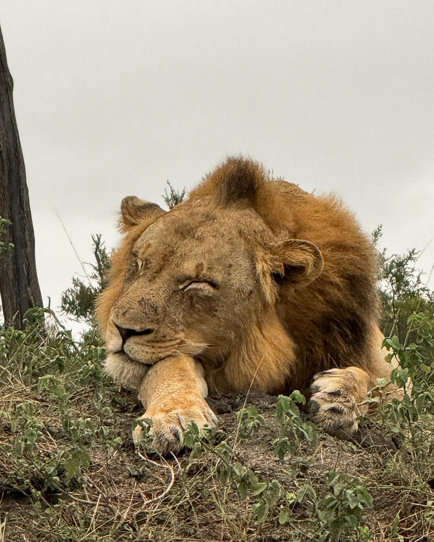 Sunday sleepy heads in the bush 🌿🦁☕️

•
•
#safari #safarichic #sabisands