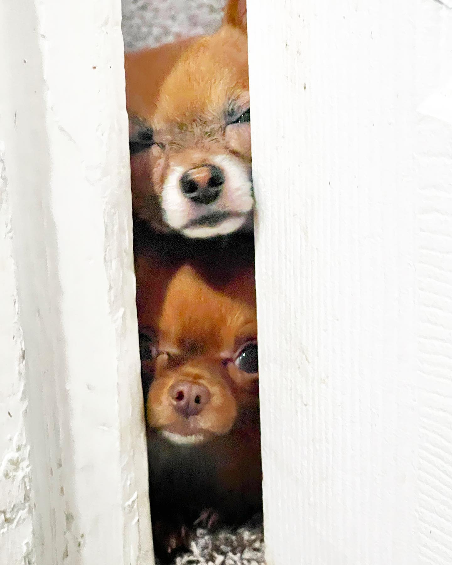 They we’re trying to get through the door. Astro’s facial expression is timeless. These animals are old souls. 🐶😭😍
