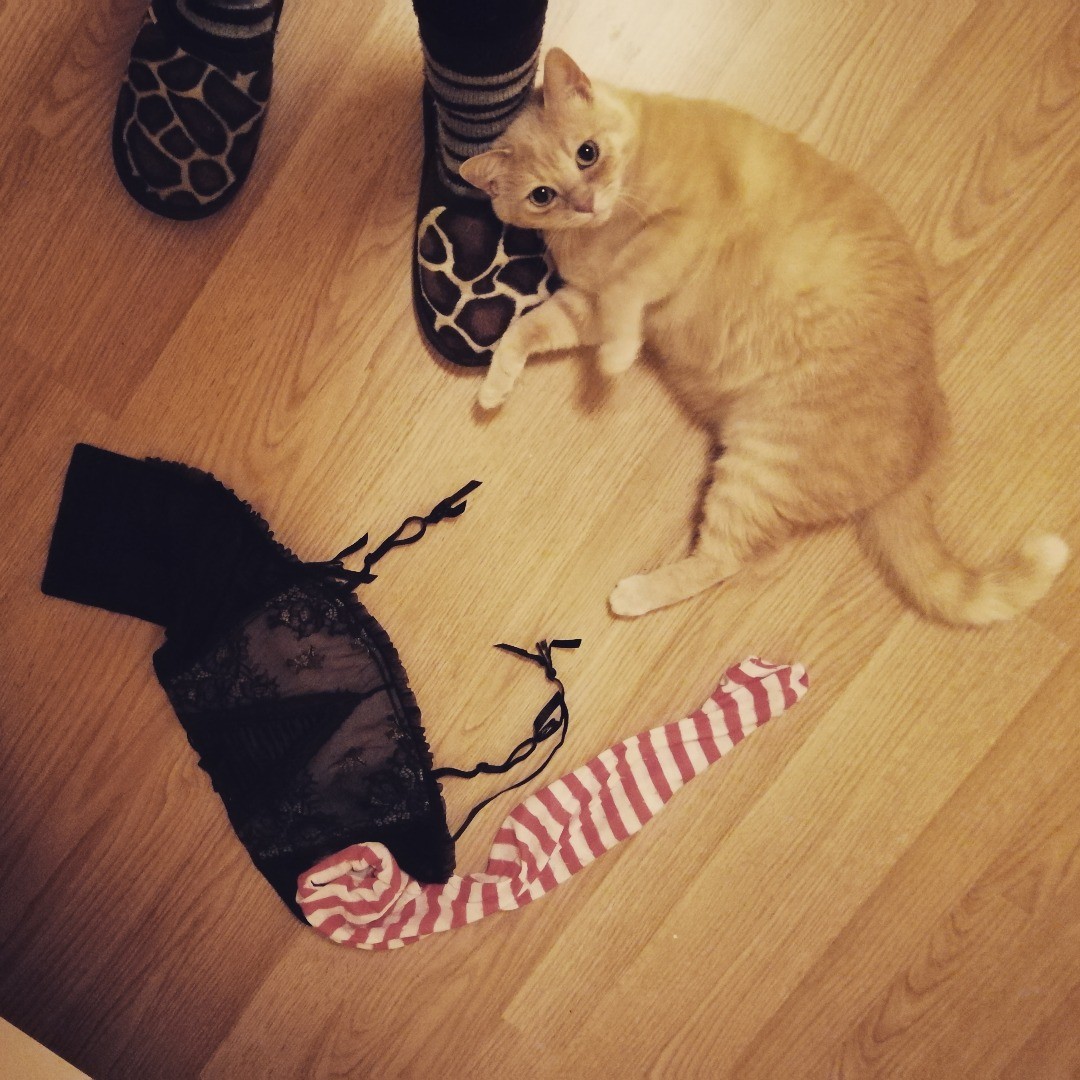 My kitty's newest hobby - stealing my lingerie from the drawer. He steals a different piece every day 😂