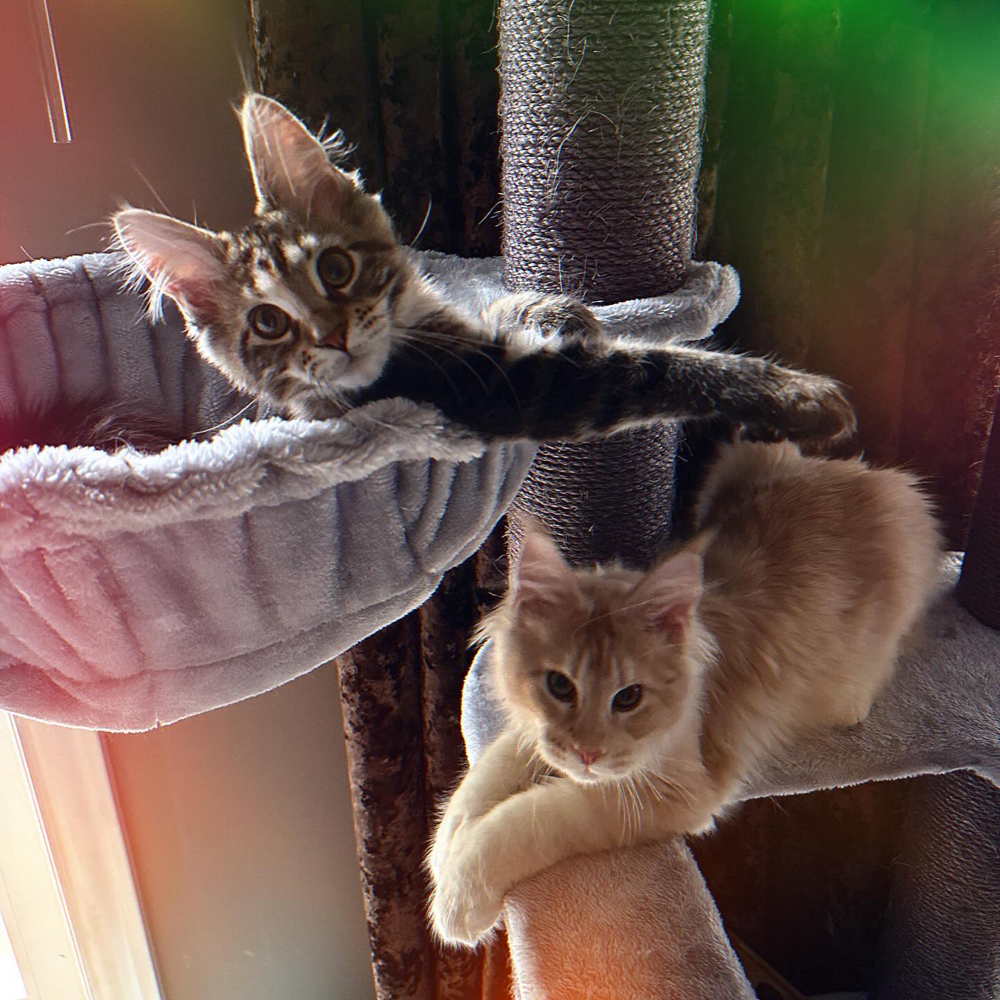 Couple selfies. Couple kitties. 💁🏼‍♂️🐈🐈‍⬛