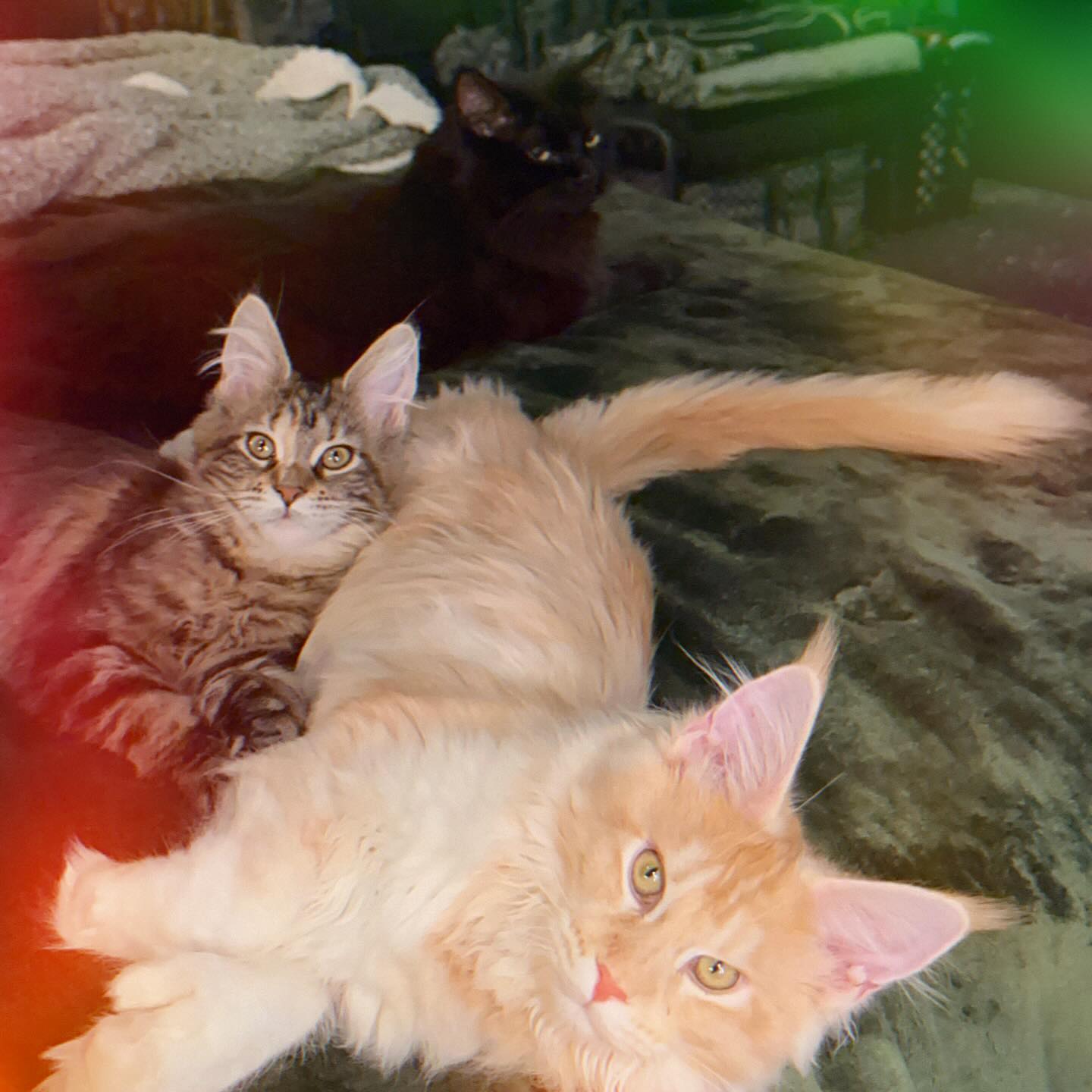 Couple selfies. Couple kitties. 💁🏼‍♂️🐈🐈‍⬛