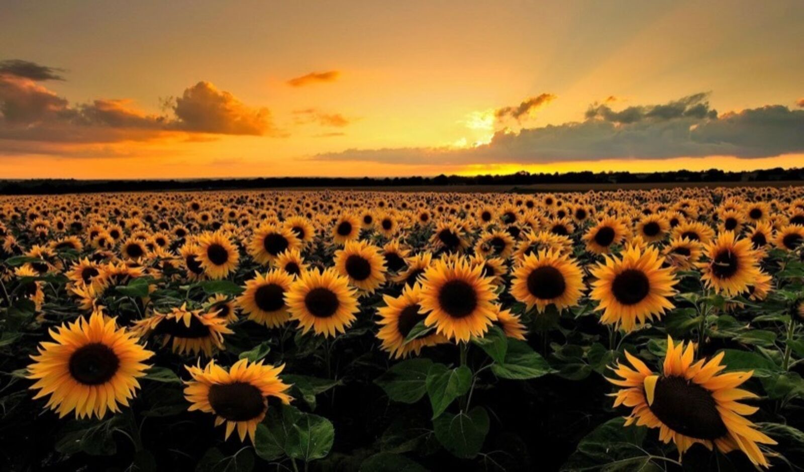 sunflowermay